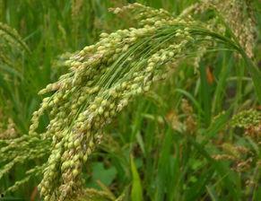 99丨嫩草丨精品 小米